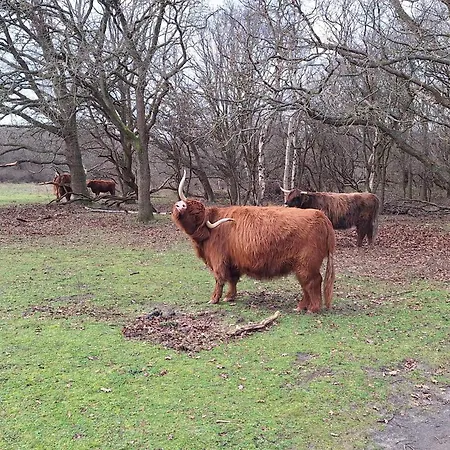 Bijzonder Bakkum Tatil Evi Castricum